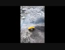 パイン