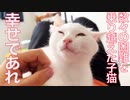 保護子猫4姉弟の末弟子猫、万感の巣立ち前の日々