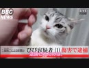 【マンチカンの子猫】びび容疑者逮捕｜びびちゃんねる