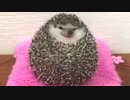 第183位：ハリネズミさん飼いならされ過ぎた結果