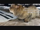 （大仏）新猫ご対面シャワー浴びせる（2024/05/19）