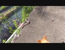 へびの災難