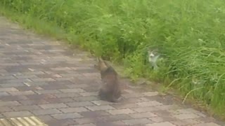 猫ちゃんがいたぜ2