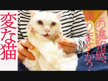 変な猫　〜この奇妙な違和感、解りますか？
