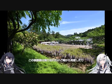 バイクで撮影に行きたい＃9　また藤の花を探しに　白毫寺編