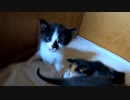 子猫は気安く撫でてほしくないみたいです「でも可愛いね」