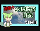 逆張り水耕栽培を楽しむずんだもん（31日目）