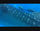 See whale sharks in the aquarium. 苗村篤士