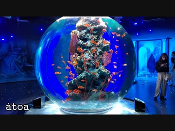 神戸の綺麗な水族館アトア「atoa」　カピバラのポロポロ