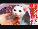 ひ弱末っ子保護子猫、姉兄たちに支えられて育つ