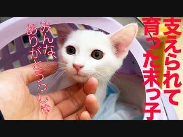 ひ弱末っ子保護子猫、姉兄たちに支えられて育つ