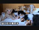 姉妹に囲まれる唯一の雄子猫は苦労人「母乳を飲みなさいと妹を呼びに行く」