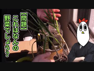 【NWTR】◯◯◯◯収穫してみたニワ【料理】