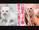 ひ弱末っ子子猫、美少年へ成長して幸せへと巣立つ