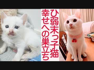ひ弱末っ子子猫、美少年へ成長して幸せへと巣立つ