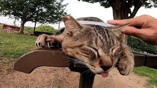 野良猫をナデナデするとペロペロ喜んだ