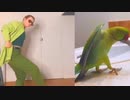 インコの動きを完璧に再現する女さん
