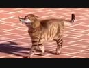 お魚くわえたどら猫って存在していた