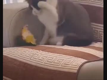 ホモと見る猫の睡眠を邪魔して怒られるインコ
