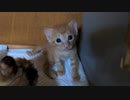 脱出経験のある子猫が壁を登れるか確認しているところを飼主に見られた表情がこちらです【かわいい】