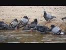 large flock of pigeons.　生嶋一生