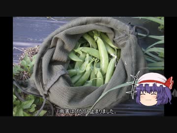 ゆっくり農民238スナップエンドウを育ててみませんか？#2