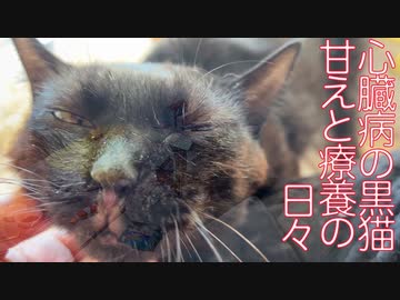 ６年間心を閉ざしてた猫、試練の療養の日々