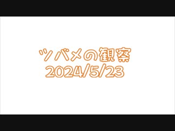 つばめの観察2024No012