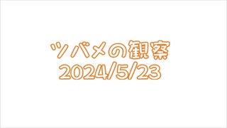 つばめの観察2024No012