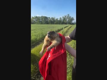 ホモと見る人間に捕まって絶叫するビーバー