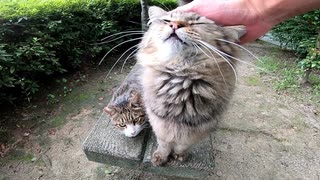 ベンチで寝ていた野良猫の所に行くとモフられに起きてきた