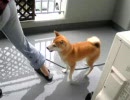 ベランダ掃除
