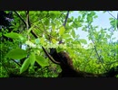 【新緑っぽいBGM】Lime colored sunlight