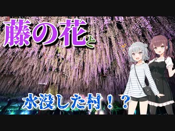藤の花と水没した村【ニコ旅フェス2024春】