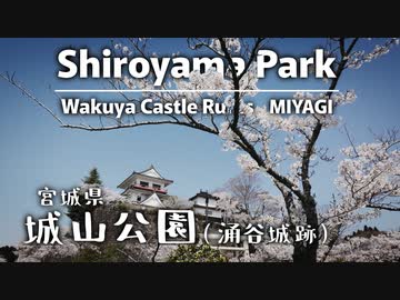 【ニコ旅フェス2024春】城山公園(涌谷城跡)｜夜桜も見事なり！城跡に咲き誇る桜を堪能【お花見ドライブ】