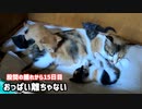 母猫に痛い毛繕いされても母乳を離さない子猫【生後27日目の終わり】可愛い、楽しい、面白い