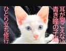 ひ弱末っ子子猫、美少年へ成長して幸せへと巣立つ