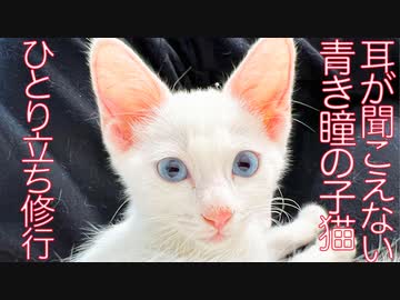ひ弱末っ子子猫、美少年へ成長して幸せへと巣立つ