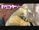 コタツをしまえません…