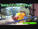 セキセイインコのくう  いたずらくうちゃんと観覧車のおもちゃ 20240429,0519
