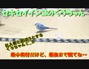 セキセイインコのくう  コロコロ遊びの最中に乱入者！&チェックするくうちゃん 20240524