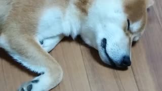 男子中学生な柴犬