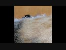 【ショート】授乳中、ゆっくりぴょっこり頭を出す子猫たち