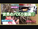 【2024年】世界のバズり動画①【9選】