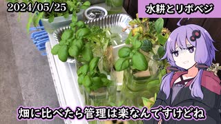 【雑談】水耕と再生栽培
