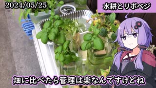 【雑談】水耕と再生栽培