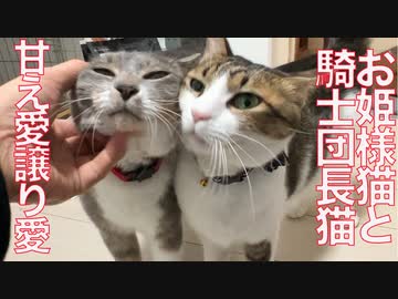 預かりのお姫様猫、騎士団長猫への密かな愛情