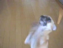 ガチャの行動2