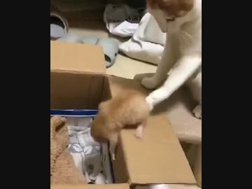 ホモと見る子ネコに容赦ない母ネコ