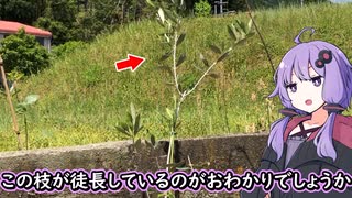 【観葉植物】オリーブの剪定